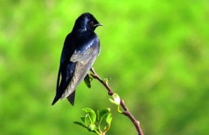 Male Purple Martin on a tiny branchPhoto by: Susan Younghttps://creativecommons.org/licenses/by-nd/2.0/