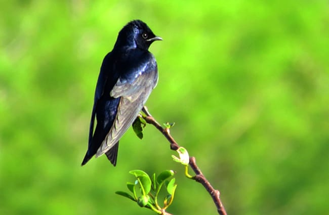 Male Purple Martin on a tiny branchPhoto by: Susan Younghttps://creativecommons.org/licenses/by-nd/2.0/