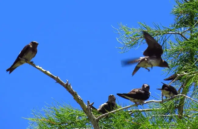 Purple Martins in a pine tree Photo by: Susan Young https://creativecommons.org/licenses/by-nd/2.0/ 