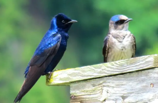 A pair of Purple Martins Photo by: Storm https://creativecommons.org/licenses/by-nd/2.0/ 