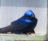 Purple Martin On A Birdhouse Photo By: Storm Https://Creativecommons.org/Licenses/By-Nd/2.0/ 