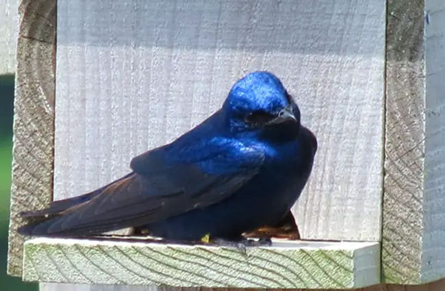 Purple Martin on a birdhouse Photo by: Storm https://creativecommons.org/licenses/by-nd/2.0/ 