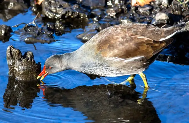 The Moorhen — sometimes called marsh hens — a medium-sized member of the rail family Photo by: outnaboutwithcamera https://creativecommons.org/licenses/by/2.0/ 