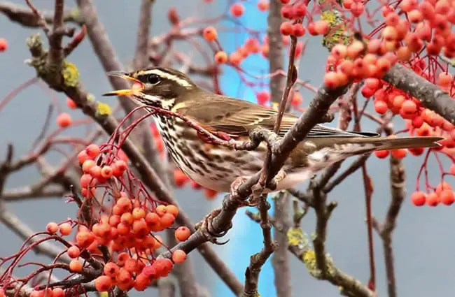 Redwing on a branch in autumn Photo by: Amy Felce https://creativecommons.org/licenses/by-nd/2.0/ 