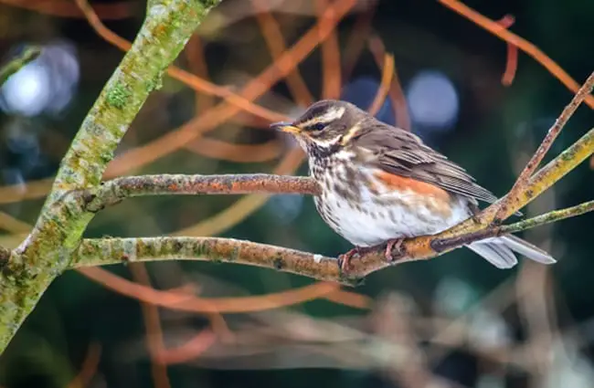 A winter Redwing visitor Photo by: Alison Day https://creativecommons.org/licenses/by-nd/2.0/ 