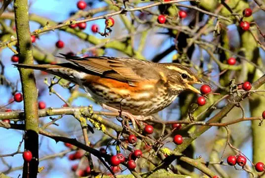 Redwing gathering berries for supperPhoto by: Kev Chapmanhttps://creativecommons.org/licenses/by-nd/2.0/