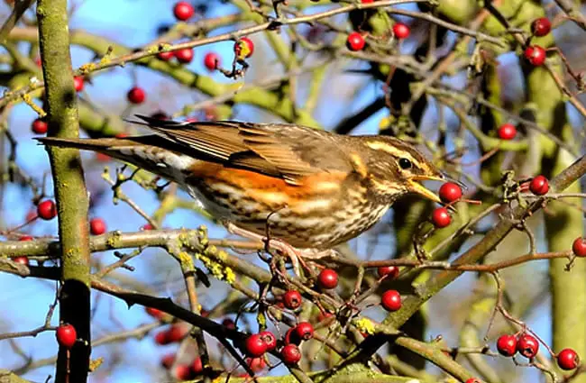 Redwing gathering berries for supperPhoto by: Kev Chapmanhttps://creativecommons.org/licenses/by-nd/2.0/