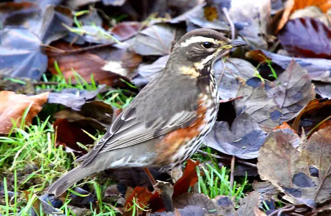 a well-camouflaged Redwing in the fall leaves Photo by: Airwolfhound https://creativecommons.org/licenses/by-nd/2.0/ 