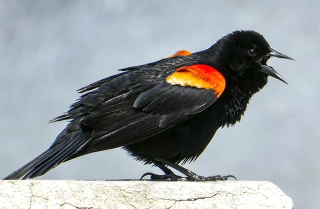 This redwing blackbird is NOT a Redwing Photo by: Wayne Linton, public domain https://pixabay.com/photos/blackbird-redwing-animal-bird-4213071/ 