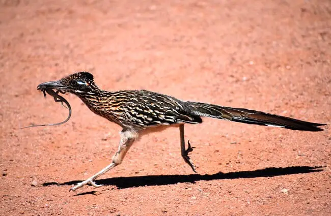 Roadrunner - Bird - Geococcyx californianus - DesertUSA