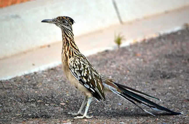Roadrunner Look both ways before crossing the street Photo by: Ryan Schreiber https://creativecommons.org/licenses/by-sa/2.0/ 