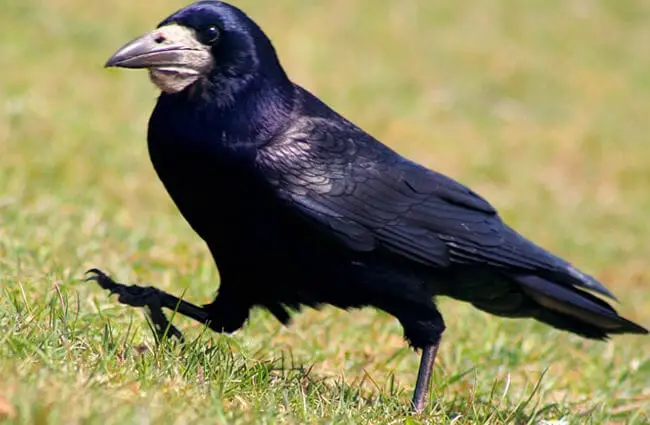 Rooks are golf course pests, digging up the green looking for foodPhoto by: John Haslamhttps://creativecommons.org/licenses/by/2.0/