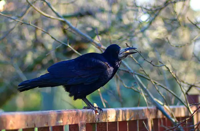 Rook on a backyard fence Photo by: Henryk Niestrój https://pixabay.com/photos/rook-bird-bird-black-bird-vulture-3876433/ 