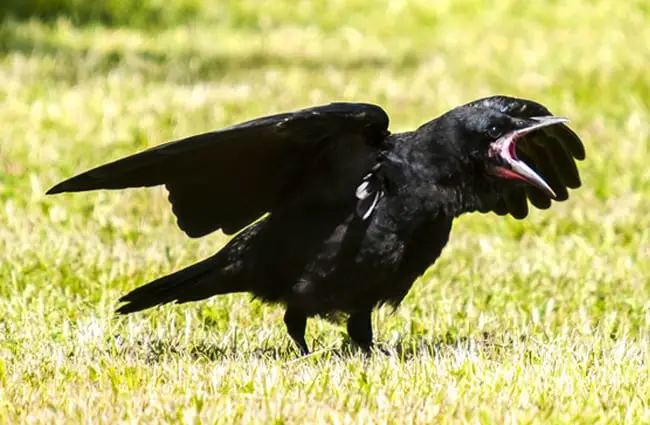 An angry Rook Photo by: Kathy Büscher //pixabay.com/photos/rook-crow-bird-raven-bird-nature-2404937/ 