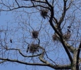 Several Rook Nests In A Tree Photo By: Summa Https://Pixabay.com/Photos/Bird-S-Nest-Birds-Rooks-Tree-1270949/ 