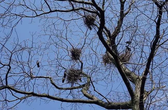 Several Rook nests in a tree Photo by: summa https://pixabay.com/photos/bird-s-nest-birds-rooks-tree-1270949/ 