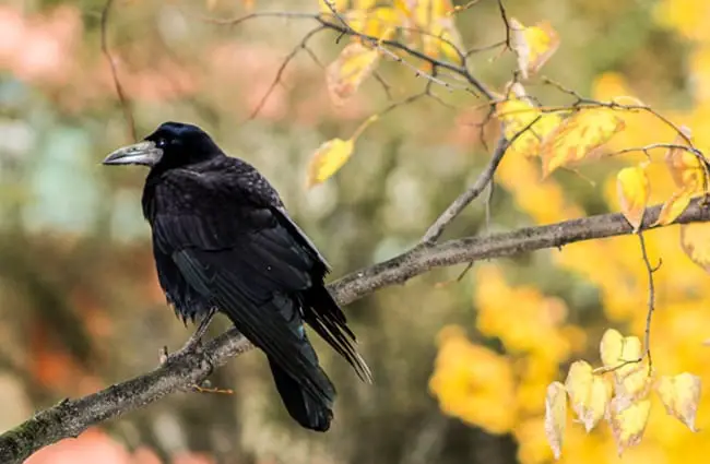 Rook on a tree branch in the fall Photo by: Ewa Urban https://pixabay.com/photos/crow-rook-bird-raven-autumn-188336/ 