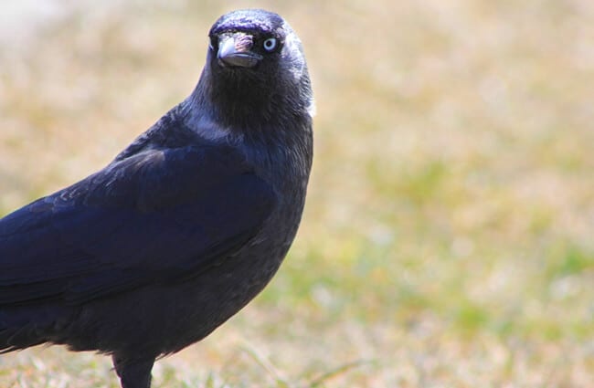 Rooks among the rocks, Birds