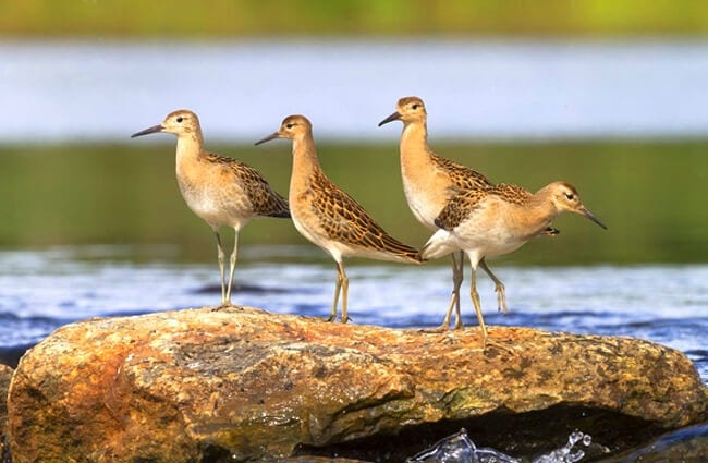 A trio of Ruffs posing for a pic Photo by: Tapani Hellman, Public Domain https://pixabay.com/photos/ruff-rapids-river-water-nature-1374489/ 