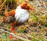Male Ruff Displaying His &Quot;Ruff&Quot;Photo By: Åsa Berndtssonhttps://Creativecommons.org/Licenses/By/2.0/
