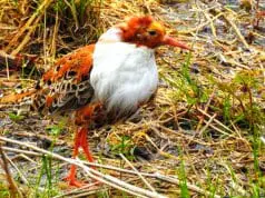 Male Ruff displaying his "ruff"Photo by: Åsa Berndtssonhttps://creativecommons.org/licenses/by/2.0/