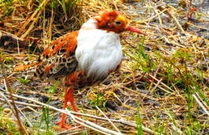 Male Ruff displaying his "ruff"Photo by: Åsa Berndtssonhttps://creativecommons.org/licenses/by/2.0/