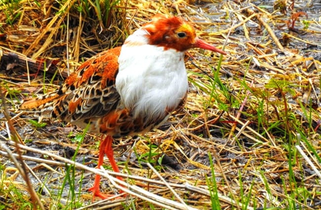 Male Ruff displaying his &quot;ruff&quot;Photo by: Åsa Berndtssonhttps://creativecommons.org/licenses/by/2.0/