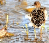 A Beautiful Ruff From The Rear Photo By: Kev Chapman Https://Creativecommons.org/Licenses/By/2.0/ 