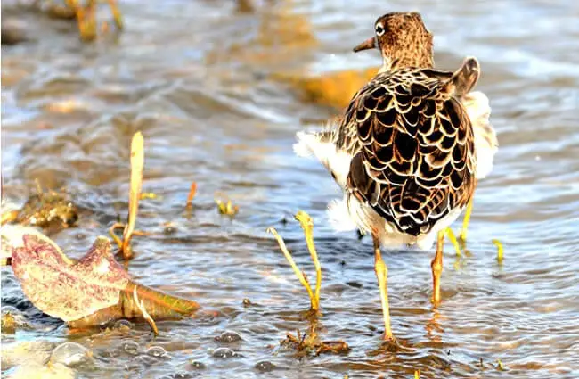 A beautiful Ruff from the rear Photo by: Kev Chapman https://creativecommons.org/licenses/by/2.0/ 