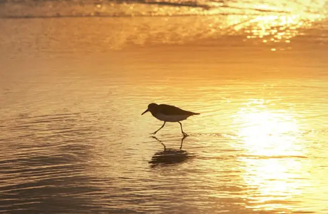Sanderling at sunset Photo by: skeeze, Public Domain https://pixabay.com/photos/sanderling-bird-wading-water-beach-737008/ 
