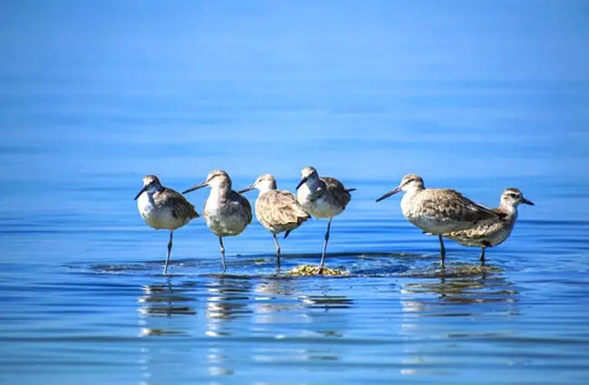 A flock of Sandpipers standing in the water Photo by: annebarca, Public Domain https://pixabay.com/photos/birds-calm-water-peaceful-blue-2683833/ 