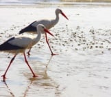 A Pair Of Long-Legged Birds Walking Along The Waters&#039; Edge Photo By: Hilde1464, Public Domain Https://Pixabay.com/Photos/Storks-Watts-Sea-Pair-Sandpiper-1214497/ 