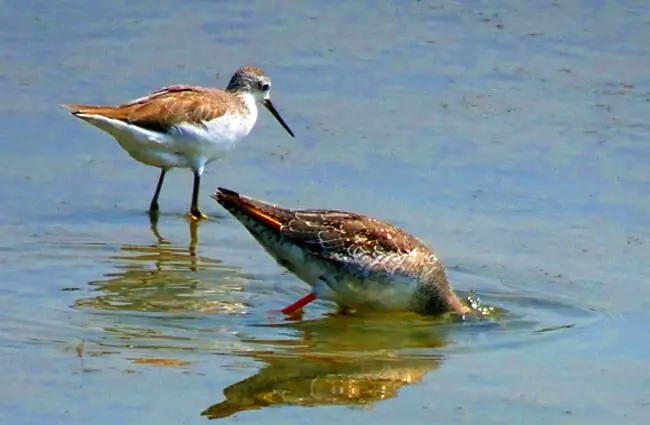 Болотные кулики просматривают мелководье Фото: Бишну Саранги, общественное достояние https://pixabay.com/photos/bird-marsh-sandpiper-3851528/