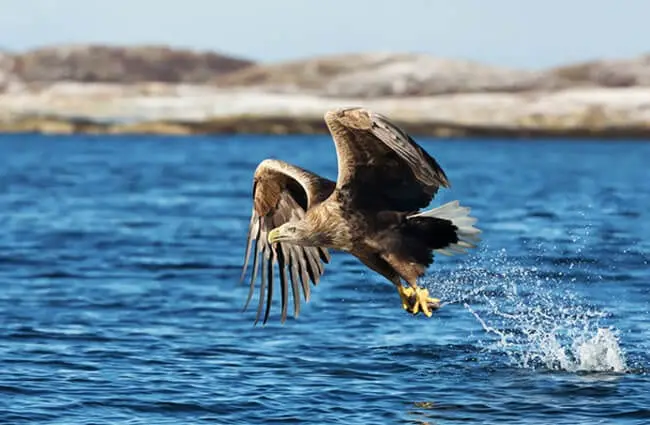 White Tailed Sea Eagle catching a fish Photo by: (c) Giedriius www.fotosearch.com