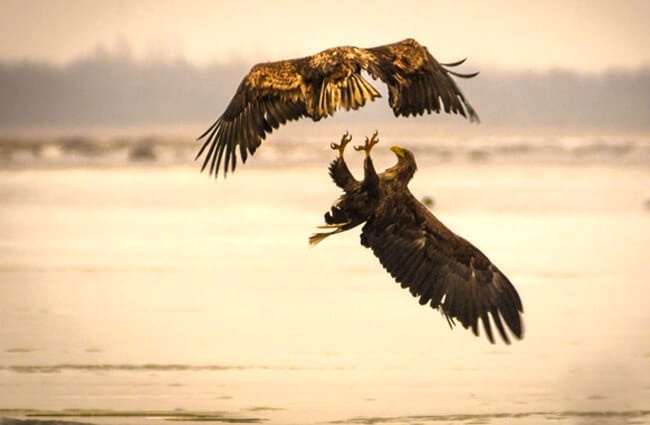 A pair of Sea Eagles fighting over the water Photo by: Jüri Vahar https://creativecommons.org/licenses/by-nd/2.0/