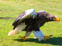 Steller´s Sea Eagle in a zoo's ambassador programPhoto by: Susanne Nilssonhttps://creativecommons.org/licenses/by-nd/2.0/