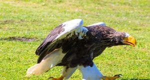 Steller´s Sea Eagle in a zoo's ambassador programPhoto by: Susanne Nilssonhttps://creativecommons.org/licenses/by-nd/2.0/