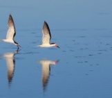 Black Skimmers Flying Low Over The Water Photo By: Skeeze Https://Pixabay.com/Photos/Birds-Skimmers-Black-Flying-Water-3858506/ 