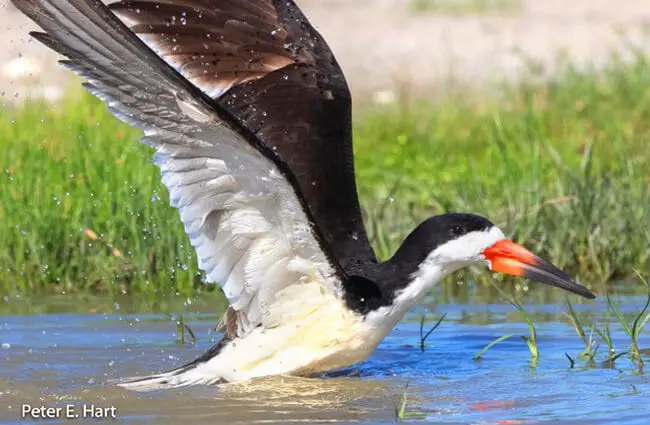 Black Skimmer lifting from the water Photo by: PEHart https://creativecommons.org/licenses/by-sa/2.0/ 