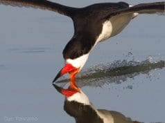 A large Skimmer skimmingPhoto by: Dan Pancamohttps://creativecommons.org/licenses/by-sa/2.0/