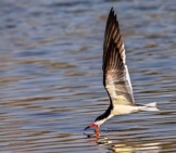 Skimmer Skimming Photo By: Andy Morffew Https://Creativecommons.org/Licenses/By-Sa/2.0/ 