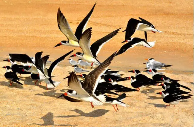 A flock of Black Skimmers on the beach Photo by: Steve @ the alligator farm https://creativecommons.org/licenses/by-sa/2.0/ 