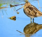 Wilson&#039;S Snipe Standing In Shallow Waterphoto By: Susan Young, Public Domain