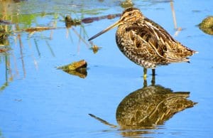 Wilson's Snipe standing in shallow waterPhoto by: Susan Young, public domain