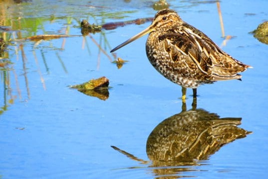 Wilson's Snipe standing in shallow waterPhoto by: Susan Young, public domain