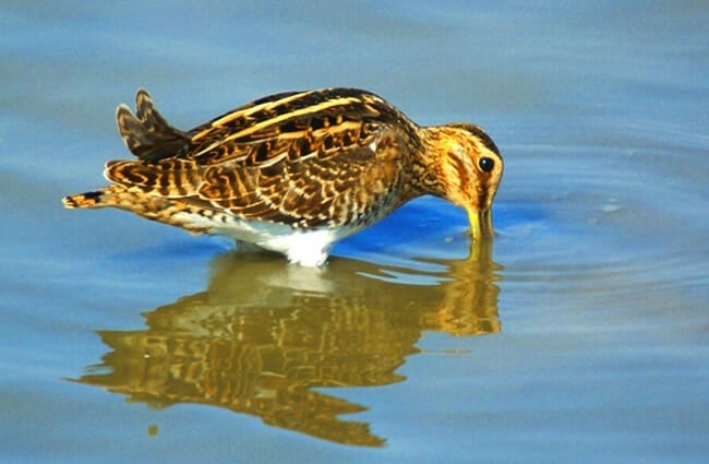 Common Snipe fishing for lunch! Photo by: Ferran Pestaña https://creativecommons.org/licenses/by-sa/2.0/ 