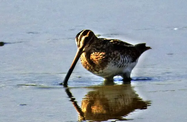 Common Snipe browsing in the water Photo by: pete beard https://creativecommons.org/licenses/by-sa/2.0/ 