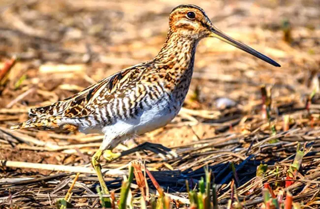 Wilson&#039;s Snipe Photo by: Becky Matsubara https://creativecommons.org/licenses/by-sa/2.0/ 