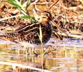See The Excellent Camouflage Of This Snipe! Photo By: Nick Goodrum Https://Creativecommons.org/Licenses/By-Sa/2.0/ 