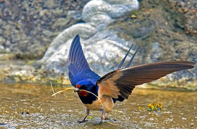 Barn Swallow gathering nest materials Photo by: Dr. Georg Wietschorke, public domain https://pixabay.com/photos/barn-swallow-schwalbe-songbird-bird-3511842/ 